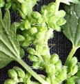  Female Flowers with achene (arrow
